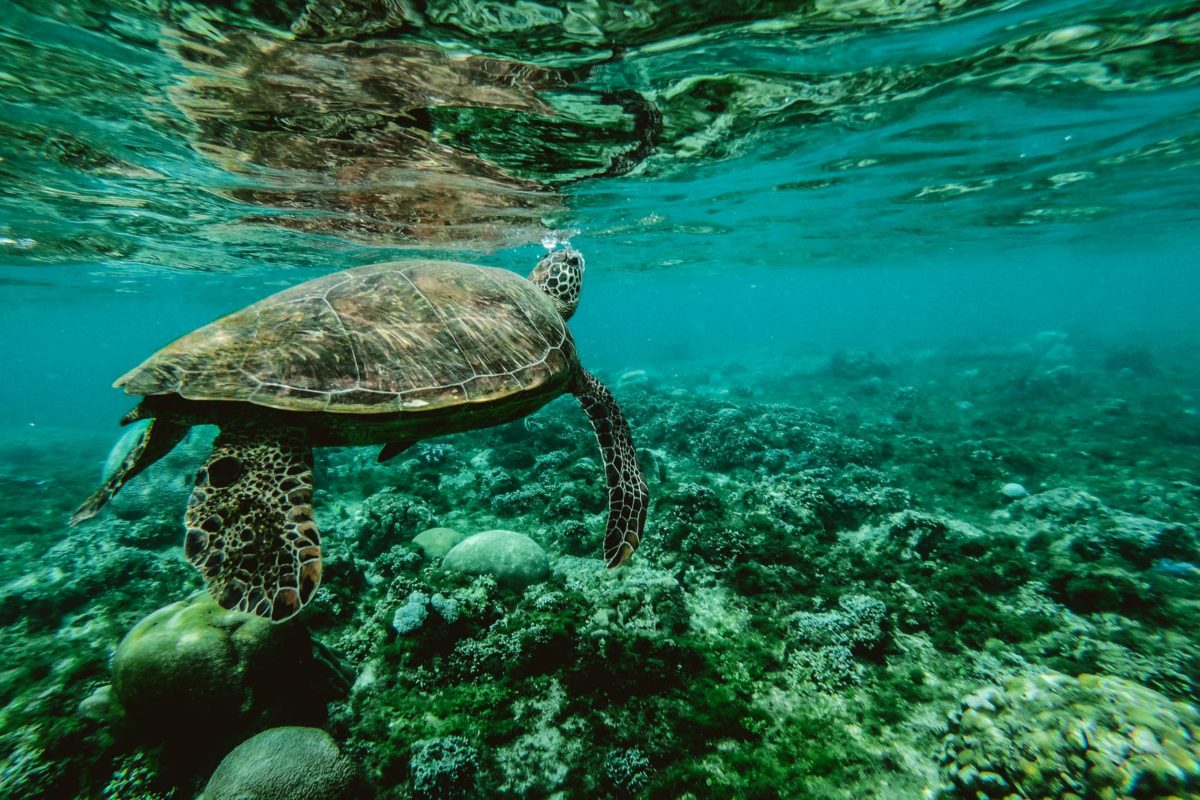 photo of a turtle swimming underwater
